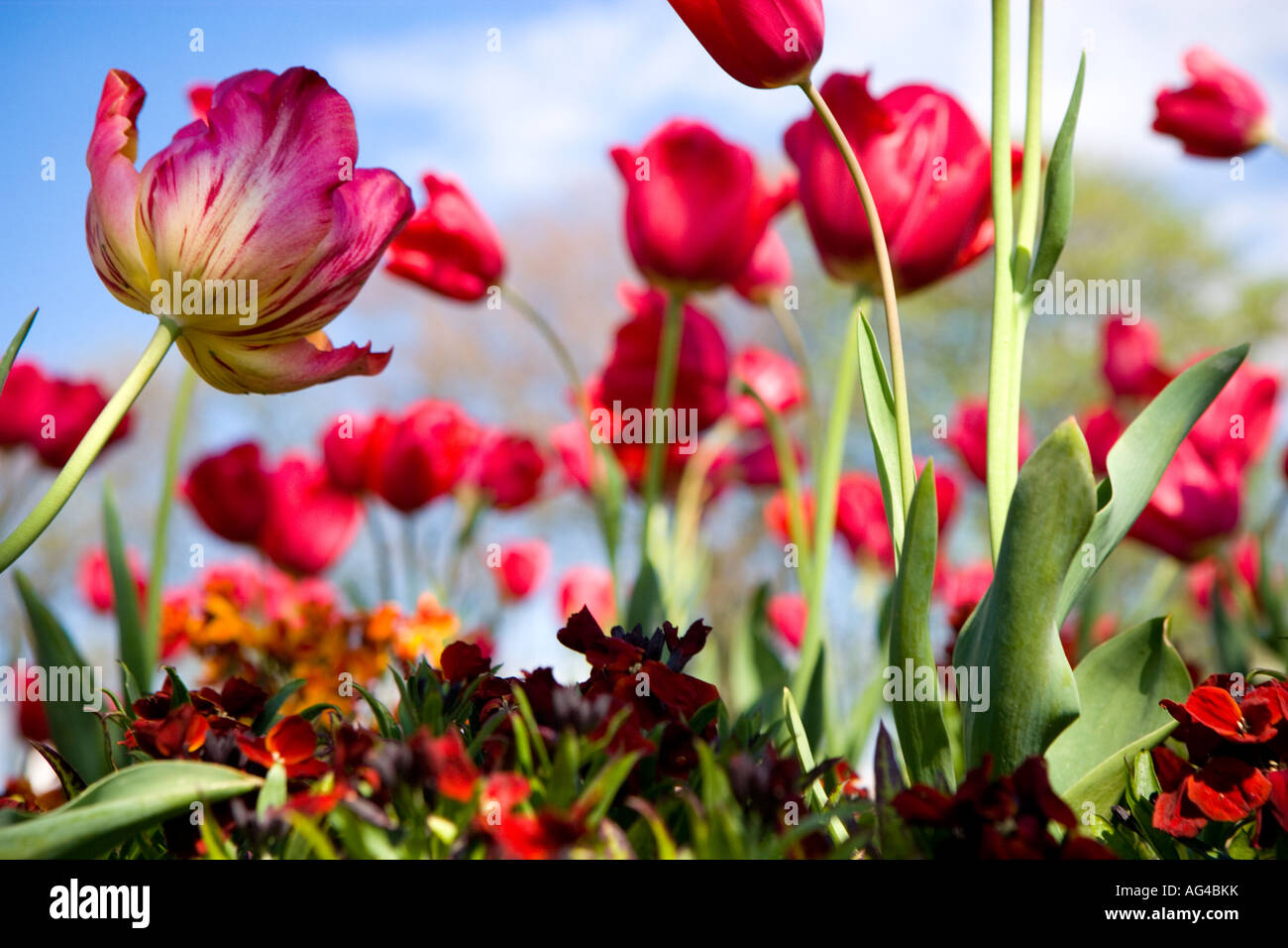 Worms eye view of red flowering Tulips in spring. UK Stock Photo