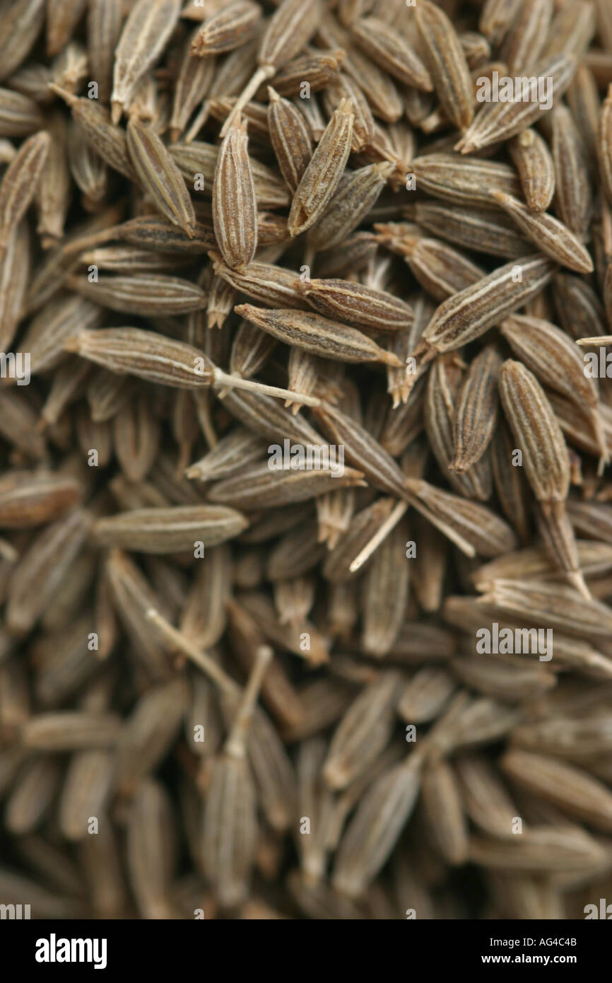 Whole Jeera Cumin seeds Stock Photo Alamy