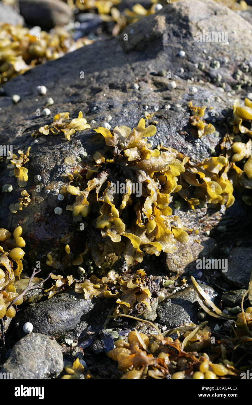 Bladder Wrack covering  the exposed shoreline of Loch Long Arrochar Argyll Scotland Stock Photo