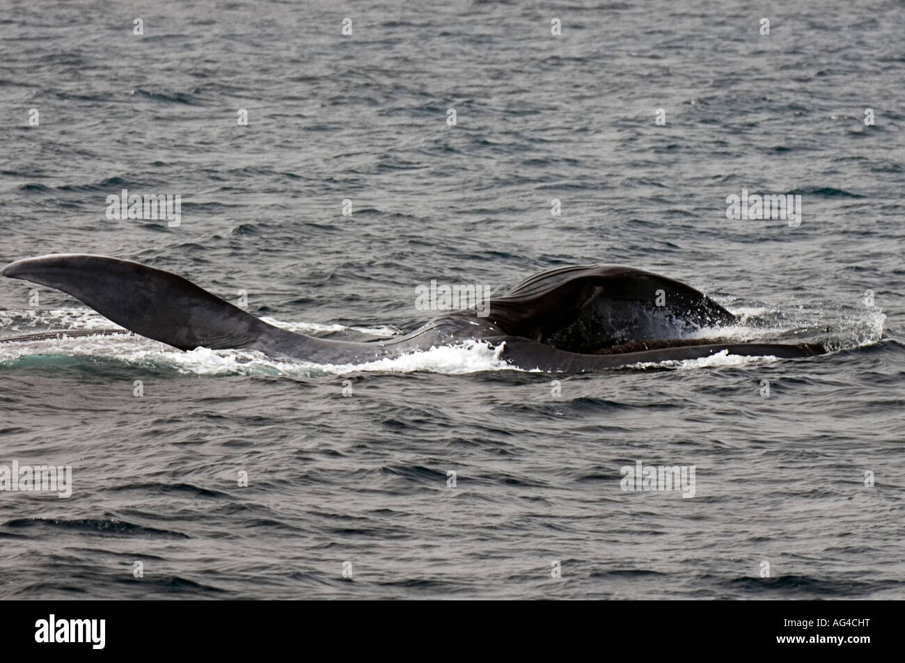 Blue Whale (Balaenoptera musculus) lunge feeding on plankton in the Eastern Pacific near Ensenada, Mexico. Stock Photo