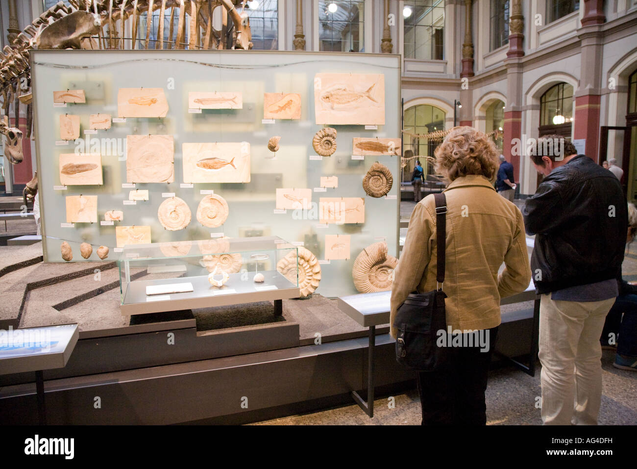 Visitors, Natural History Museum, Berlin Stock Photo
