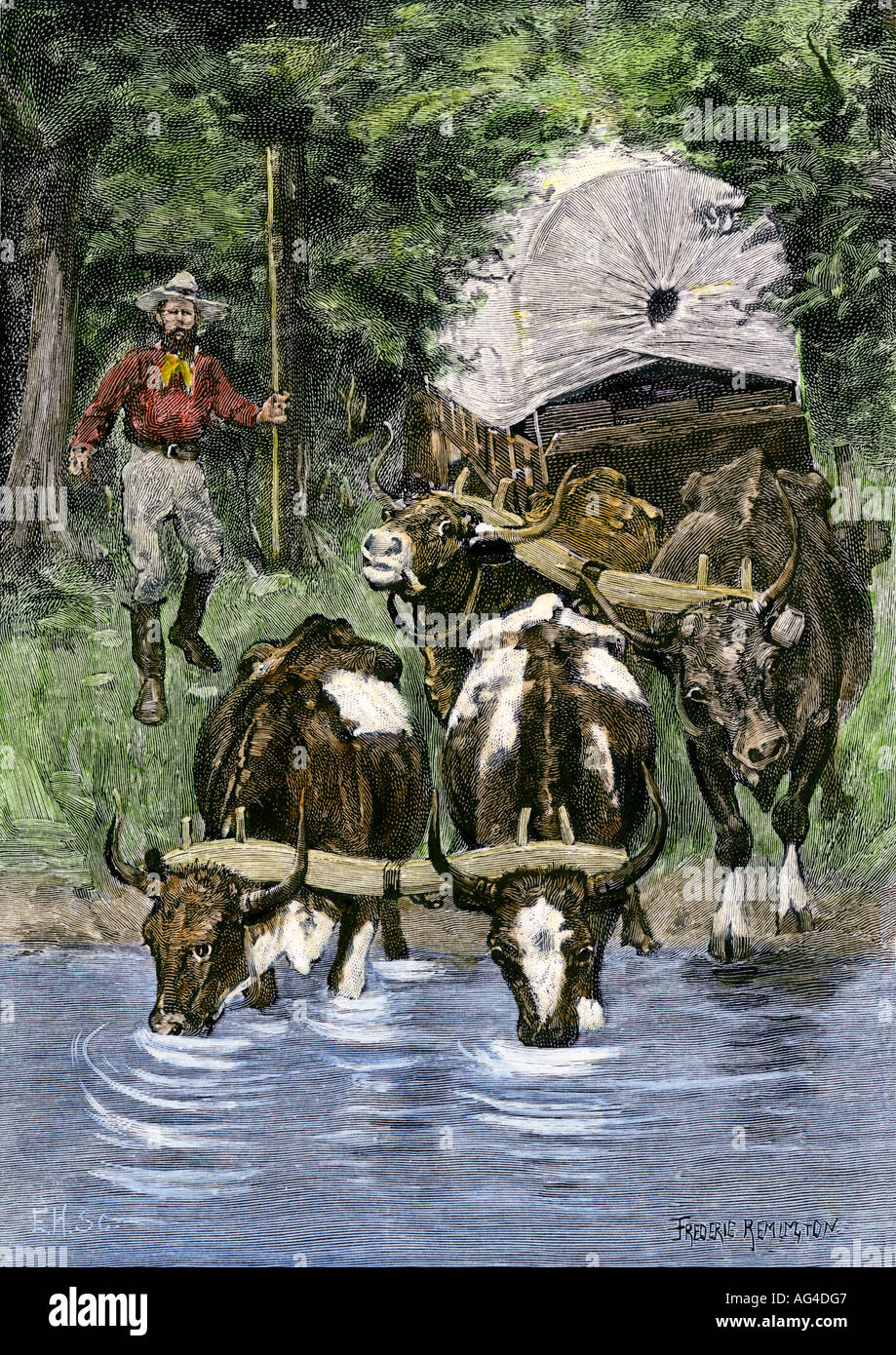 Thirsty oxen finding water on the trail west, 1800s. Hand-colored woodcut of a Frederic Remington illustration Stock Photo