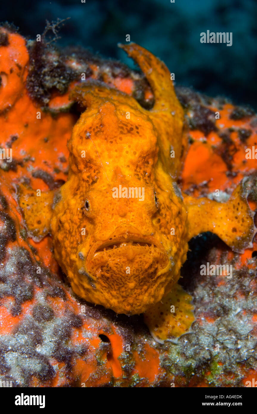 Longlure Frogfish (Antennarius multiocellatus) photographed in the Breakers Reef, Palm Beach, FL. Stock Photo