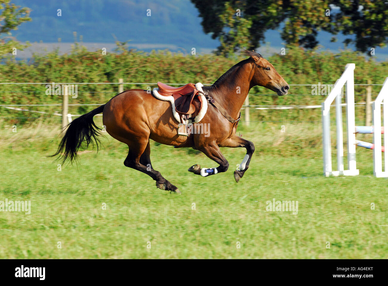 . Horse without rider galloping around show jumping arena out of ...