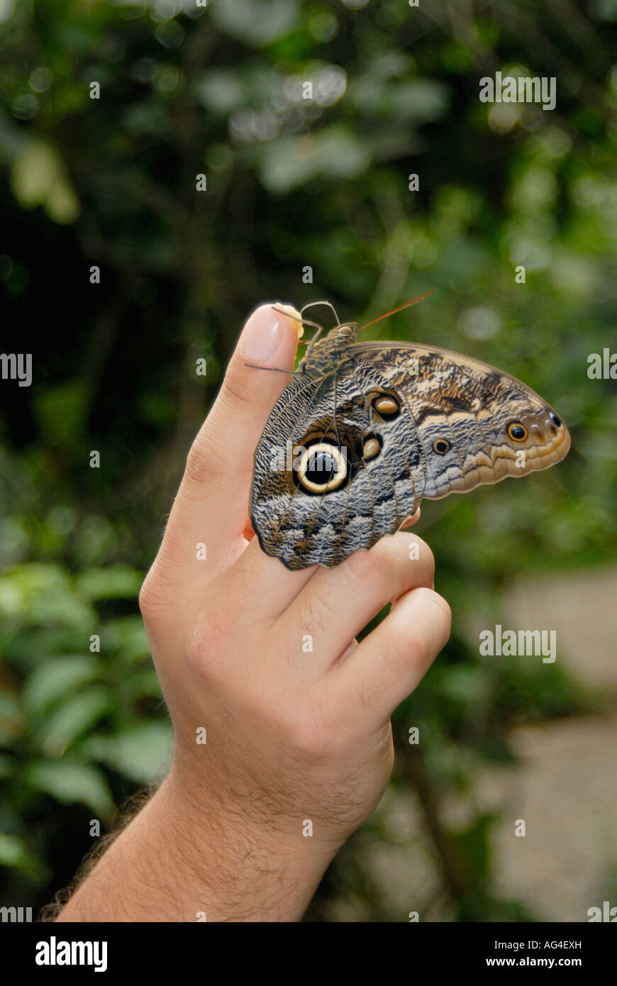 Caligo Memnon Tawny Owl Butterfly Memnon s Owl Monteverde Costa Rica Stock Photo