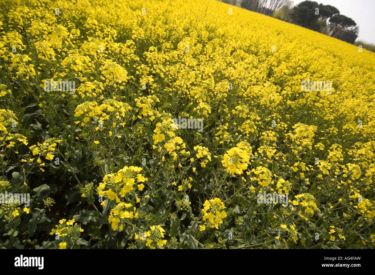 a rape field Stock Photo - Alamy