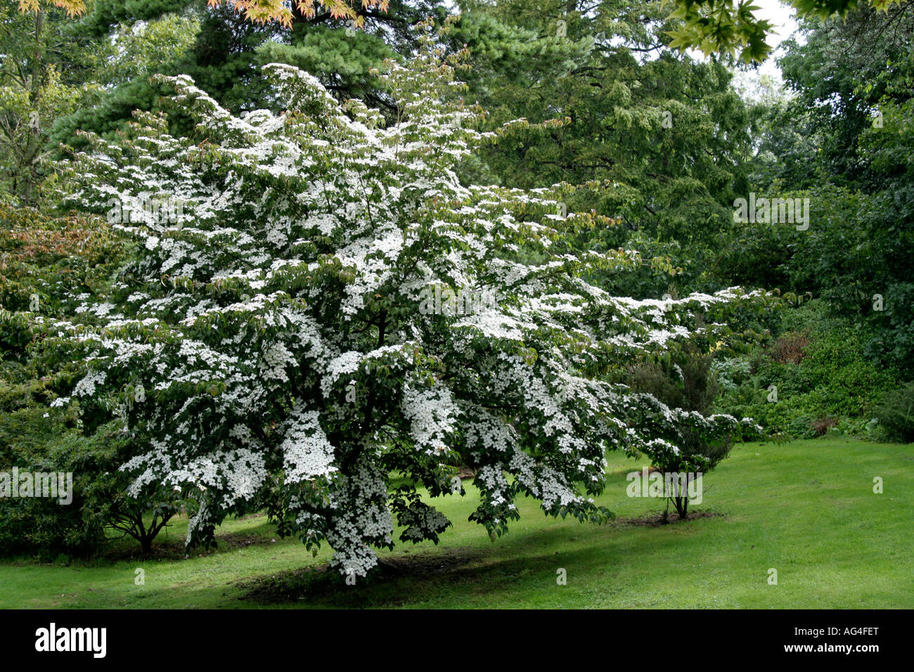 Cornus Kousa Bush Hi res Stock Photography And Images Alamy cornus-kousa-bush-hi-res-stock-photography-and-images-alamy