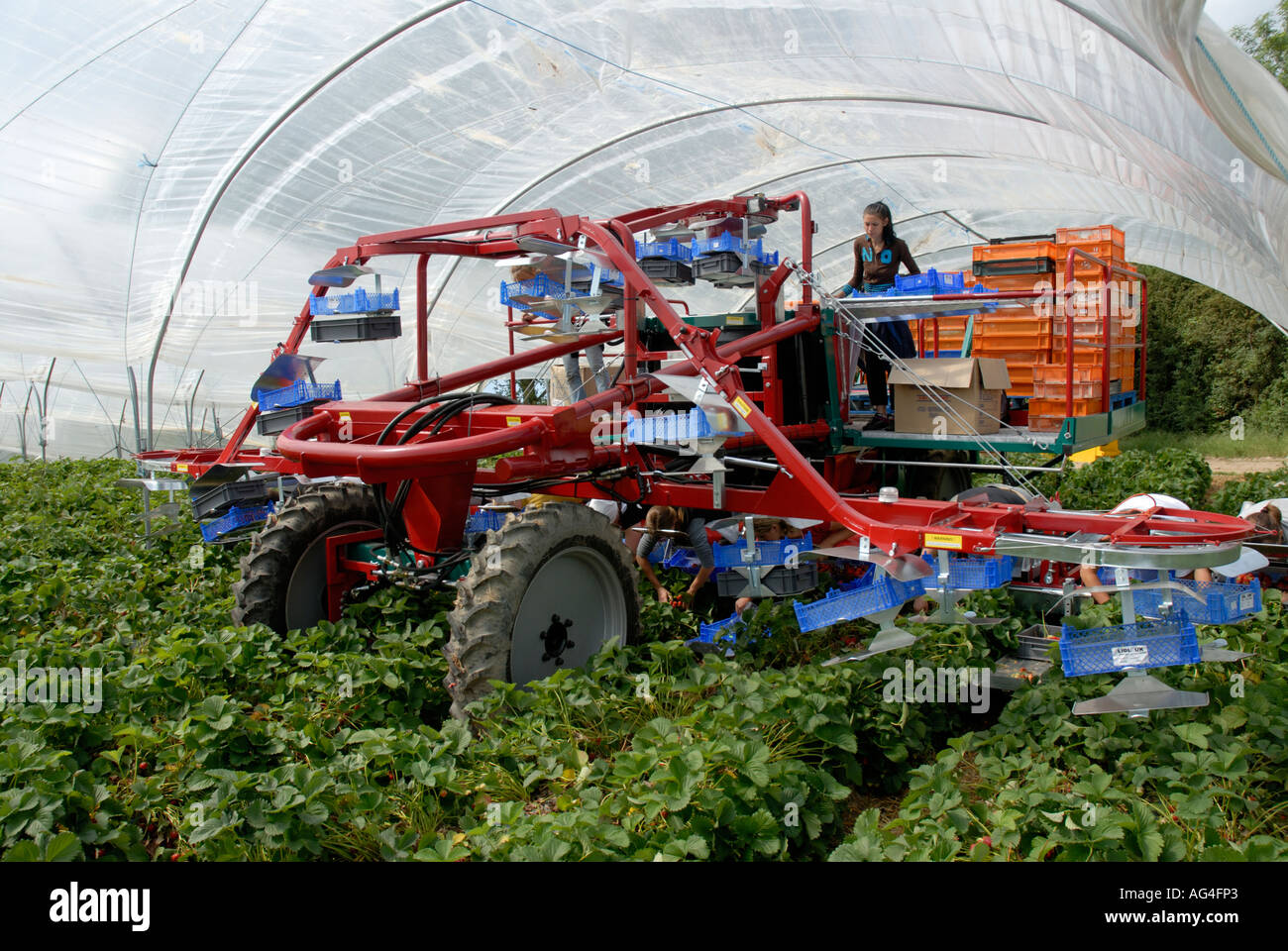 Strawberry picking machine with foreign workers harvests inside Stock