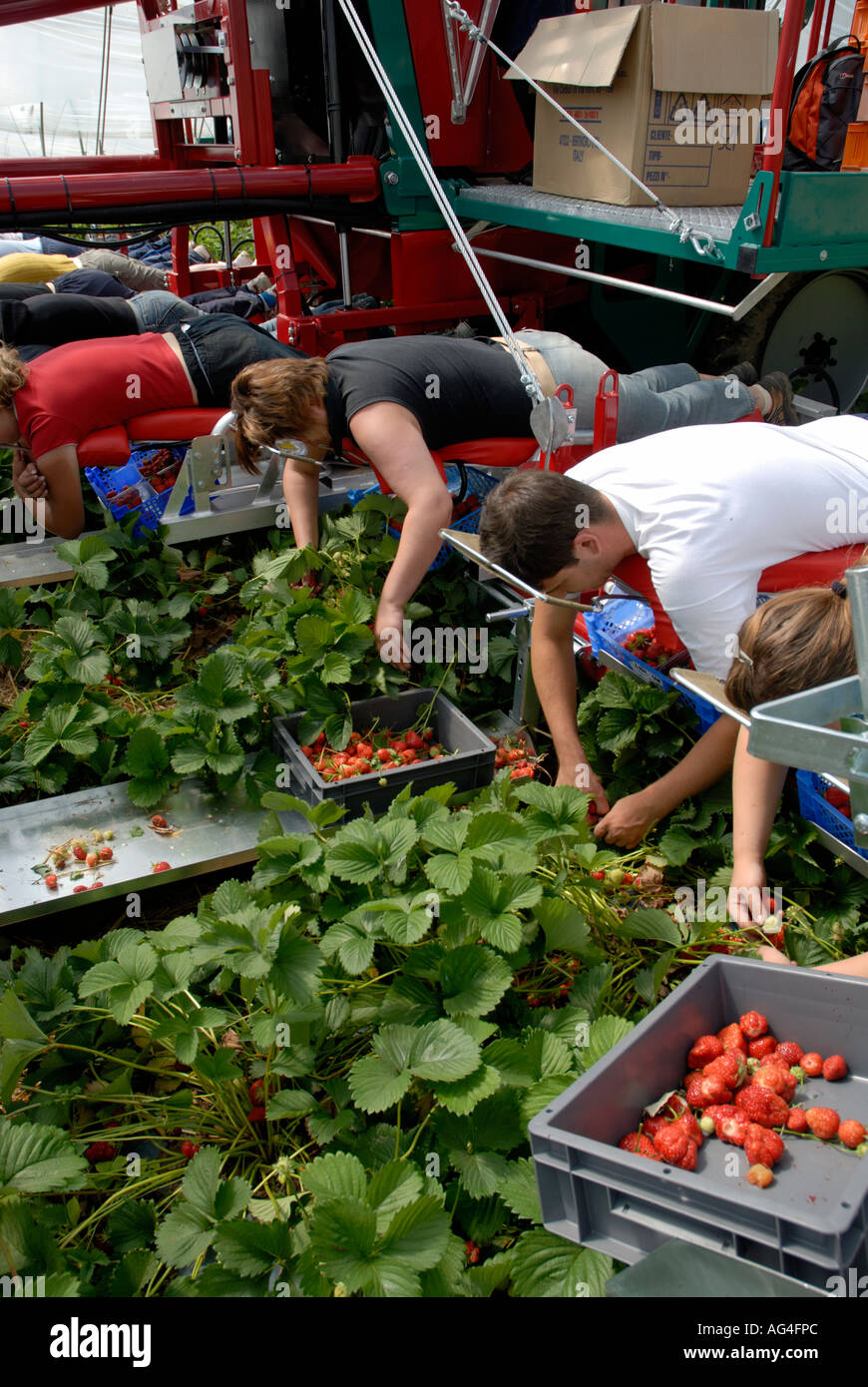 Strawberry picking machine hires stock photography and images Alamy