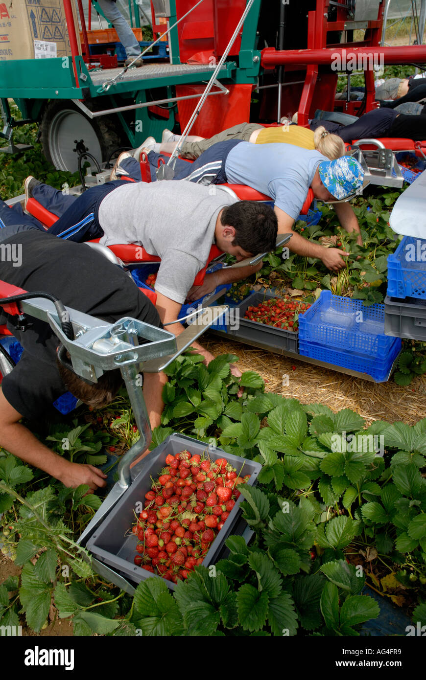 Strawberry picking machine with foreign workers harvests inside Stock