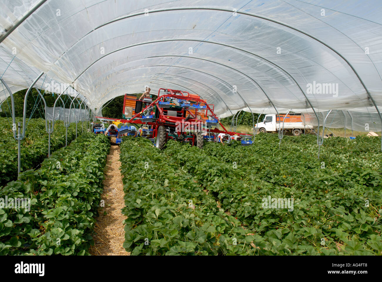 Strawberry picking machine with foreign workers harvests inside