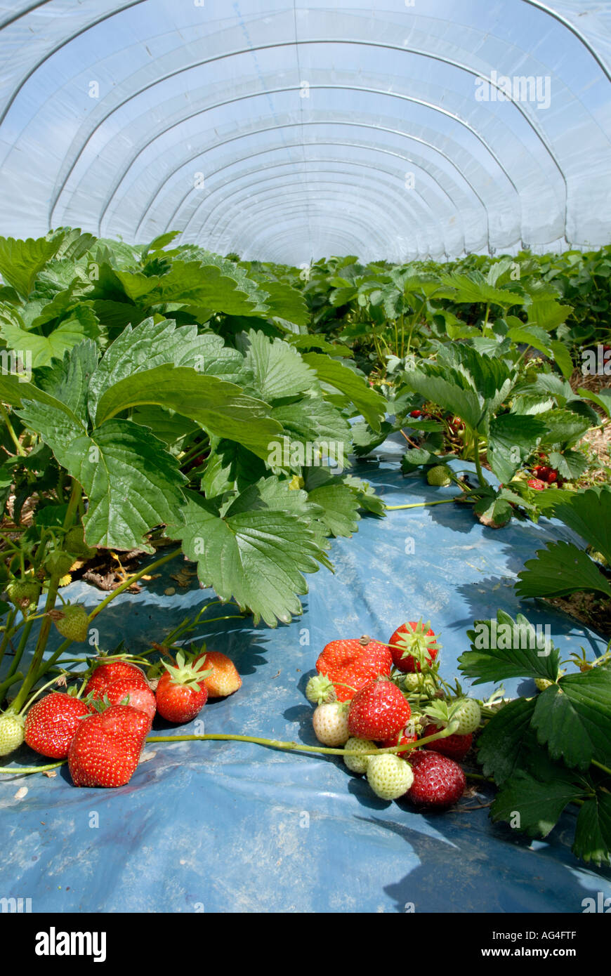 Strawberries growing inside polytunnel near Merriworth Tonbridge Kent