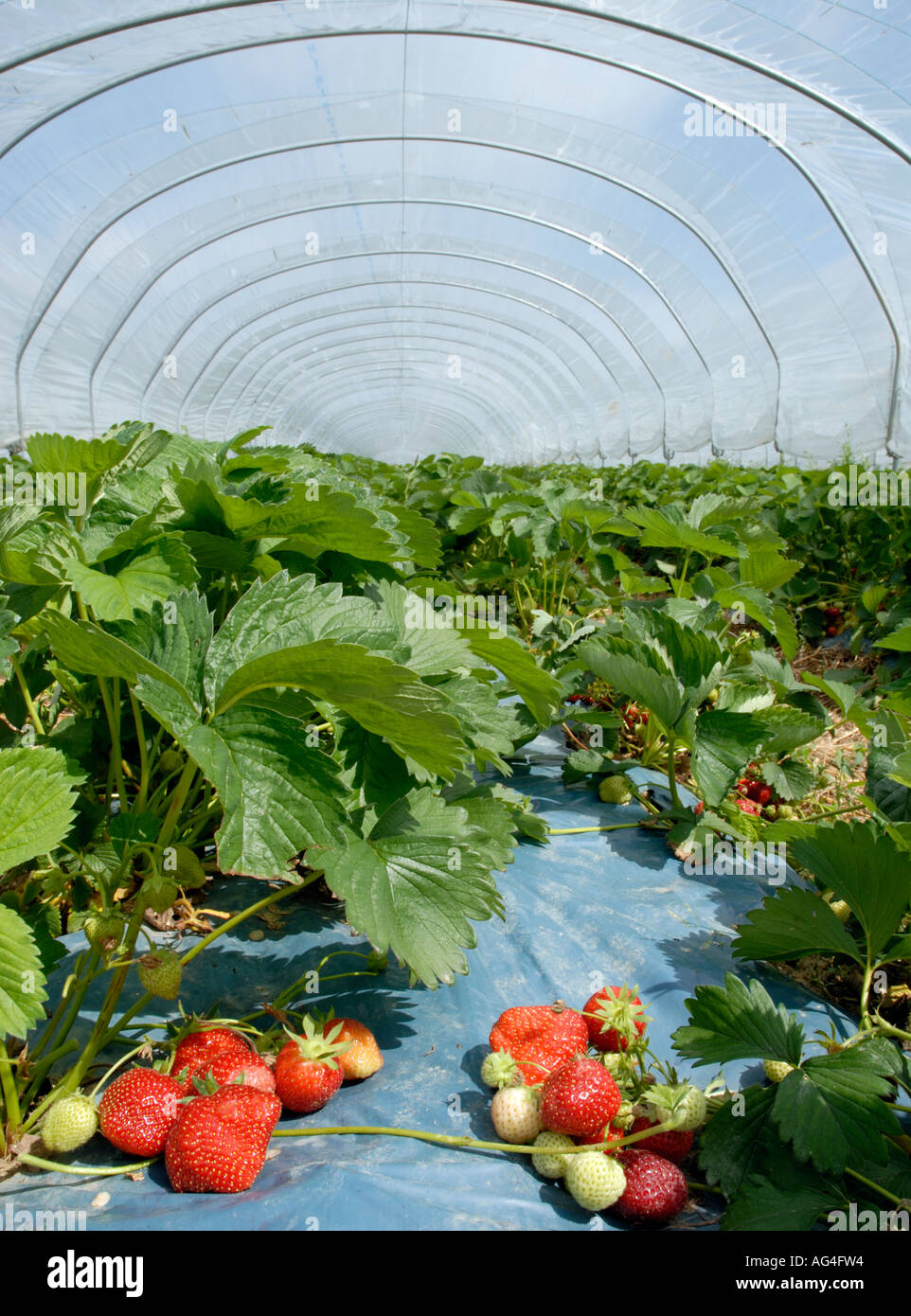 Strawberries growing inside polytunnel near Merriworth Tonbridge Kent England UK Britain Europe