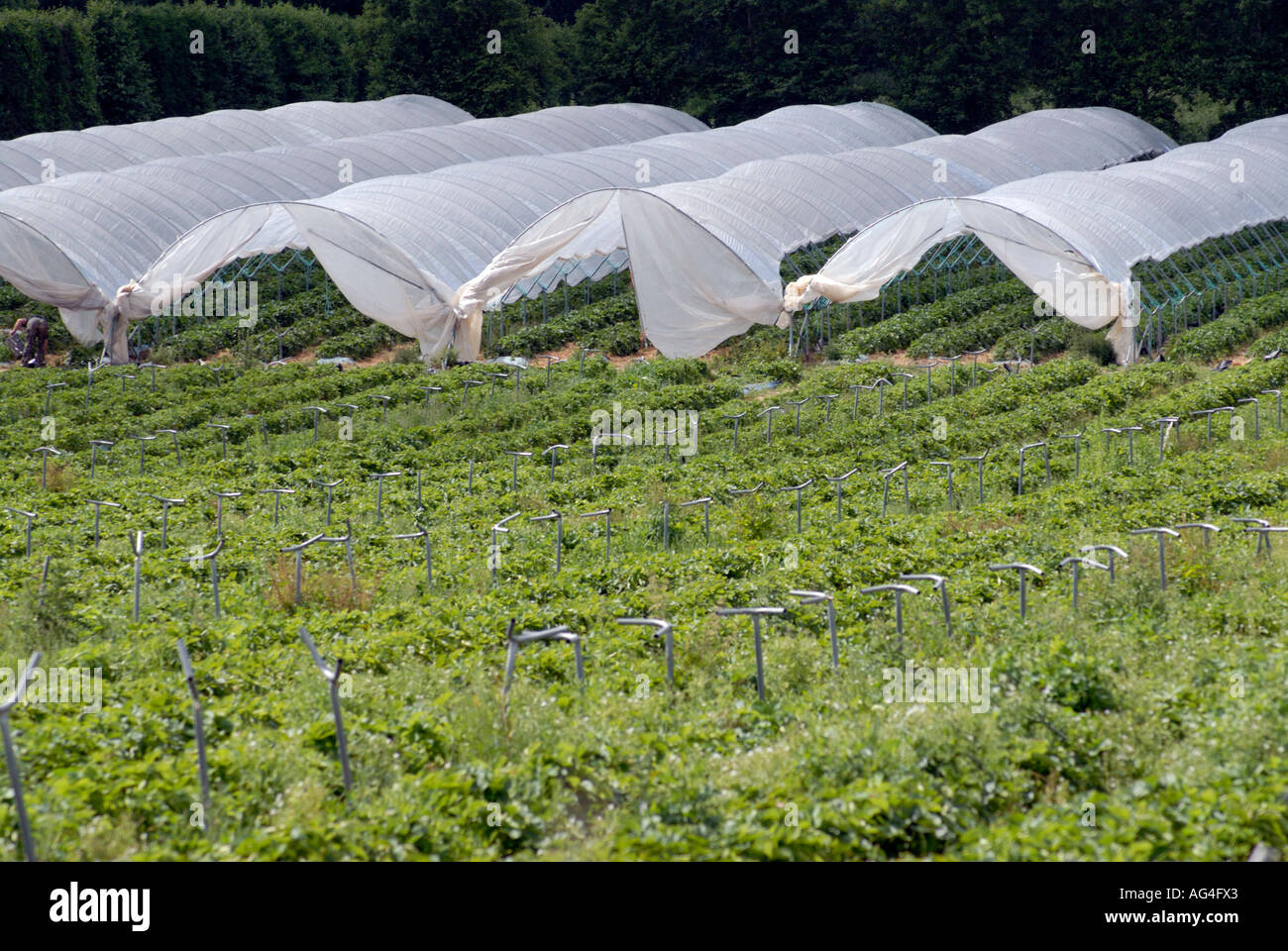 Strawberries growing inside polytunnel near Merriworth Tonbridge Kent