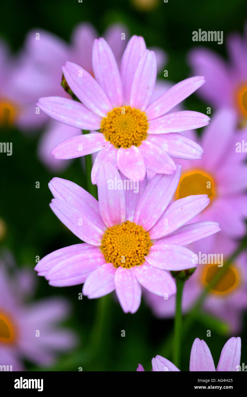 Argyranthemum Petite Pink Wisley Royal Horticultural Gardens Surrey England Stock Photo