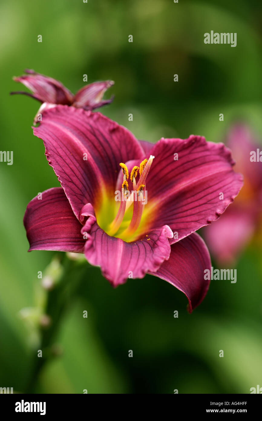 Hemerocallis Little Grapette day lily Wisley Royal Horticultural Gardens Surrey England Stock Photo