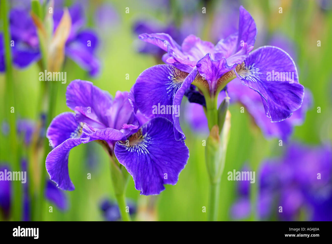 Iris sibirica Trim the Velvet Wisley Royal Horticultural Gardens Surrey England Stock Photo