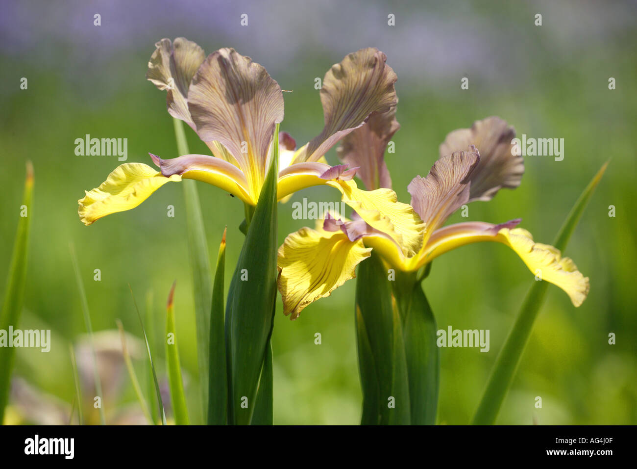 Iris spuria Looking Glass Eyes Wisley Royal Horticultural Gardens Surrey England Stock Photo
