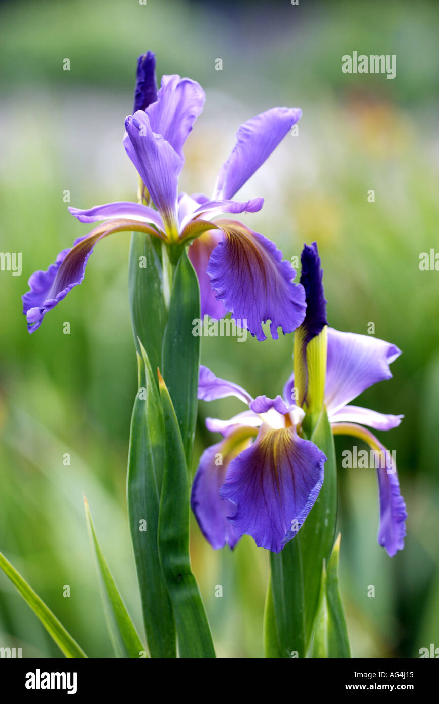 Iris spuria Love for Leila Wisley Royal Horticultural Gardens Surrey England Stock Photo