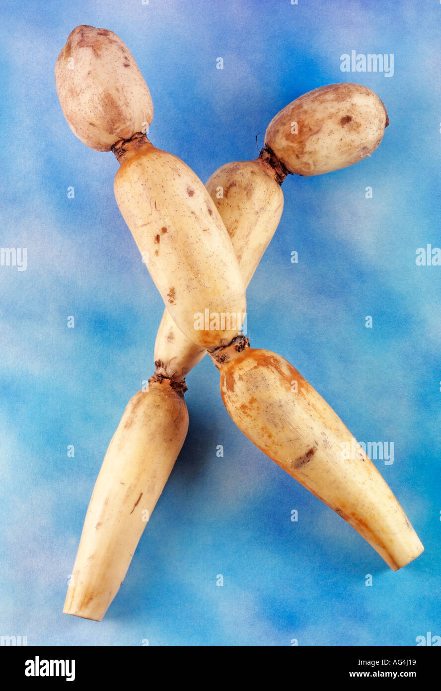 LOTUS ROOT Stock Photo