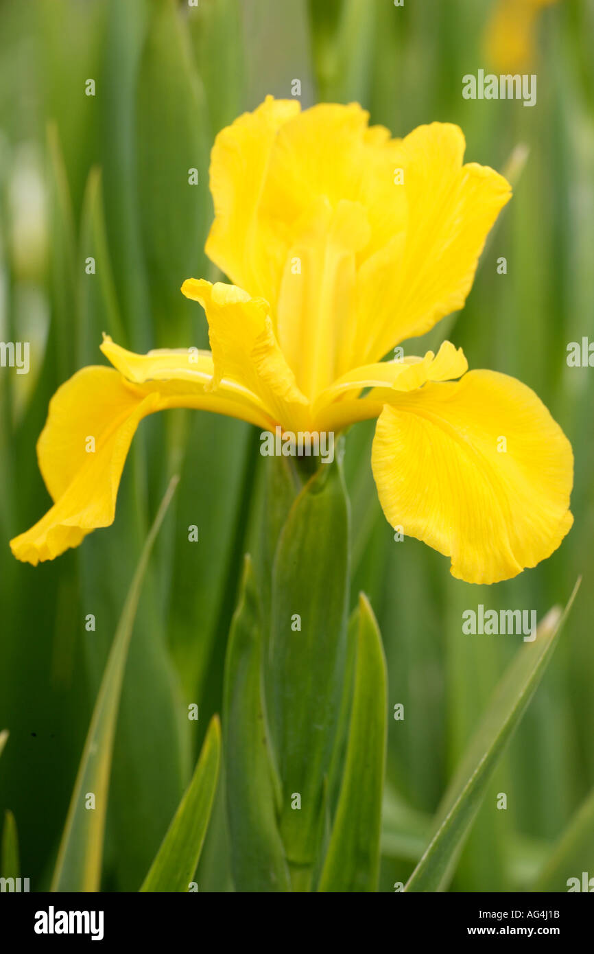 Iris spuria Missouri Orange Wisley Royal Horticultural Gardens Surrey England Stock Photo