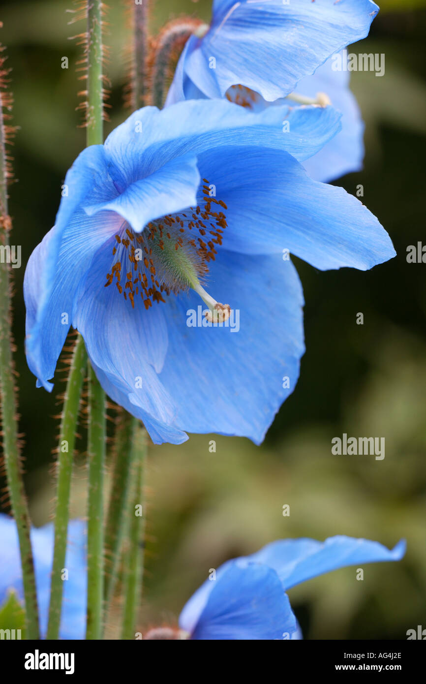 Meconopsis himalayan blue poppy hi-res stock photography and images - Alamy