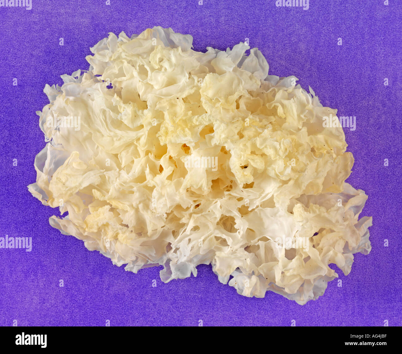 CHINESE WHITE FUNGUS Stock Photo Alamy