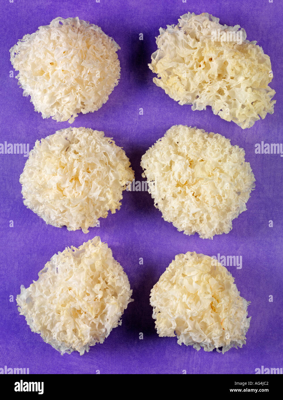 CHINESE WHITE FUNGUS Stock Photo Alamy