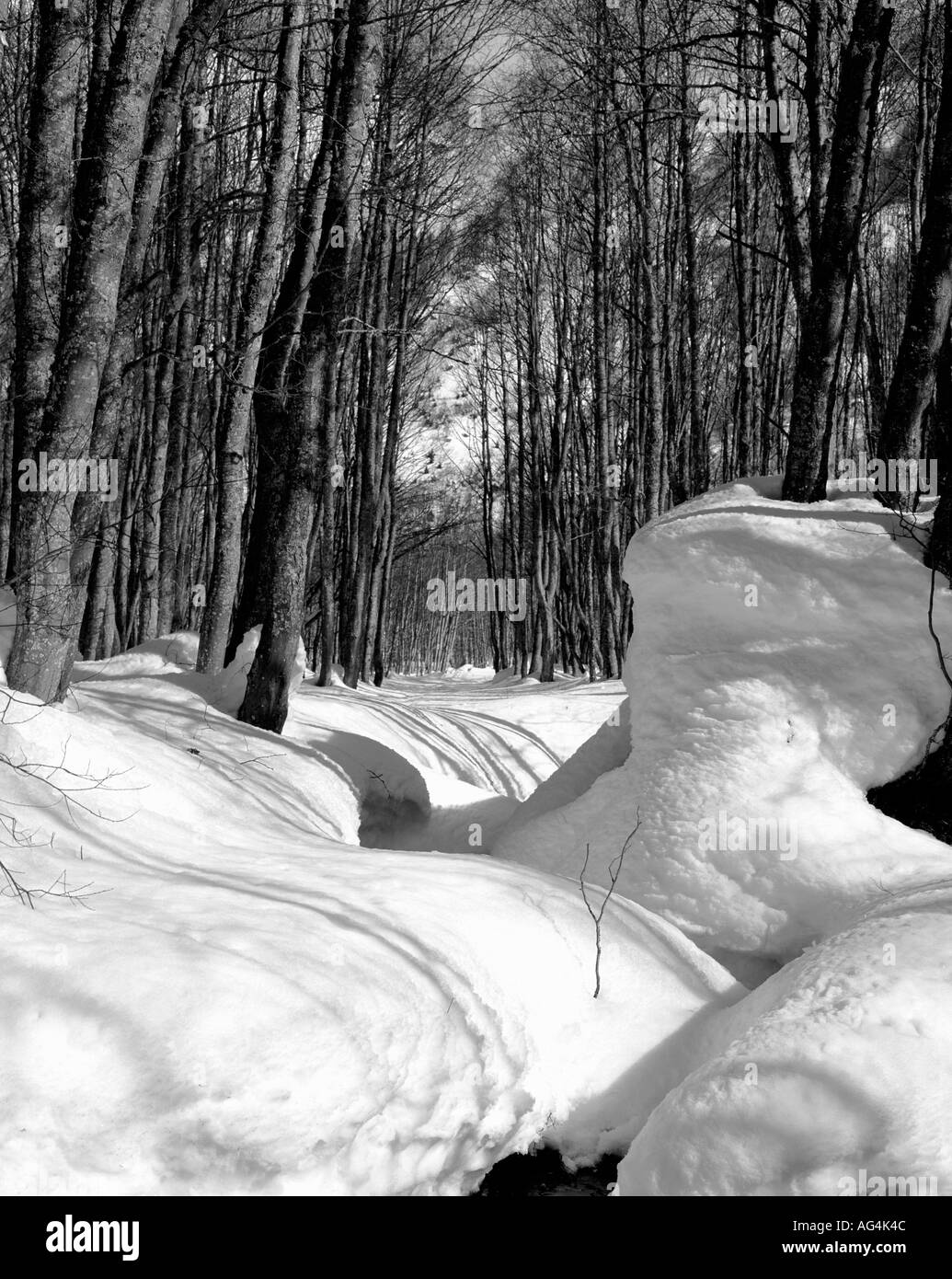 Walking swiss alps forest Black and White Stock Photos & Images Alamy
