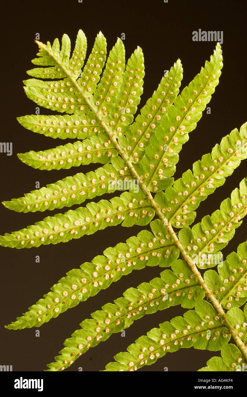 Close up view of the back or under side of a fern frond showing spore pods or sporangia Stock Photo