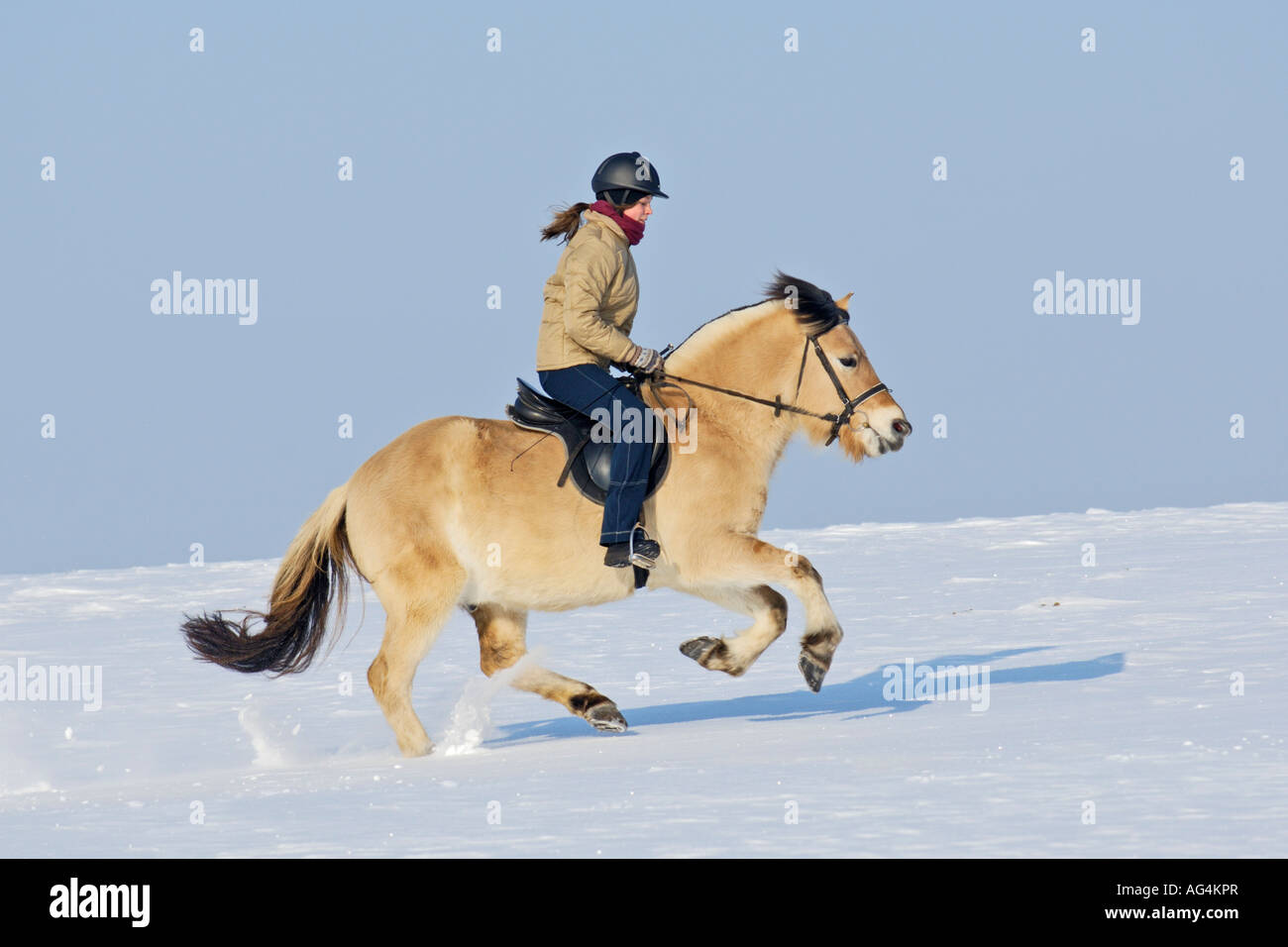 Norwegian horse galloping in snow hires stock photography and images