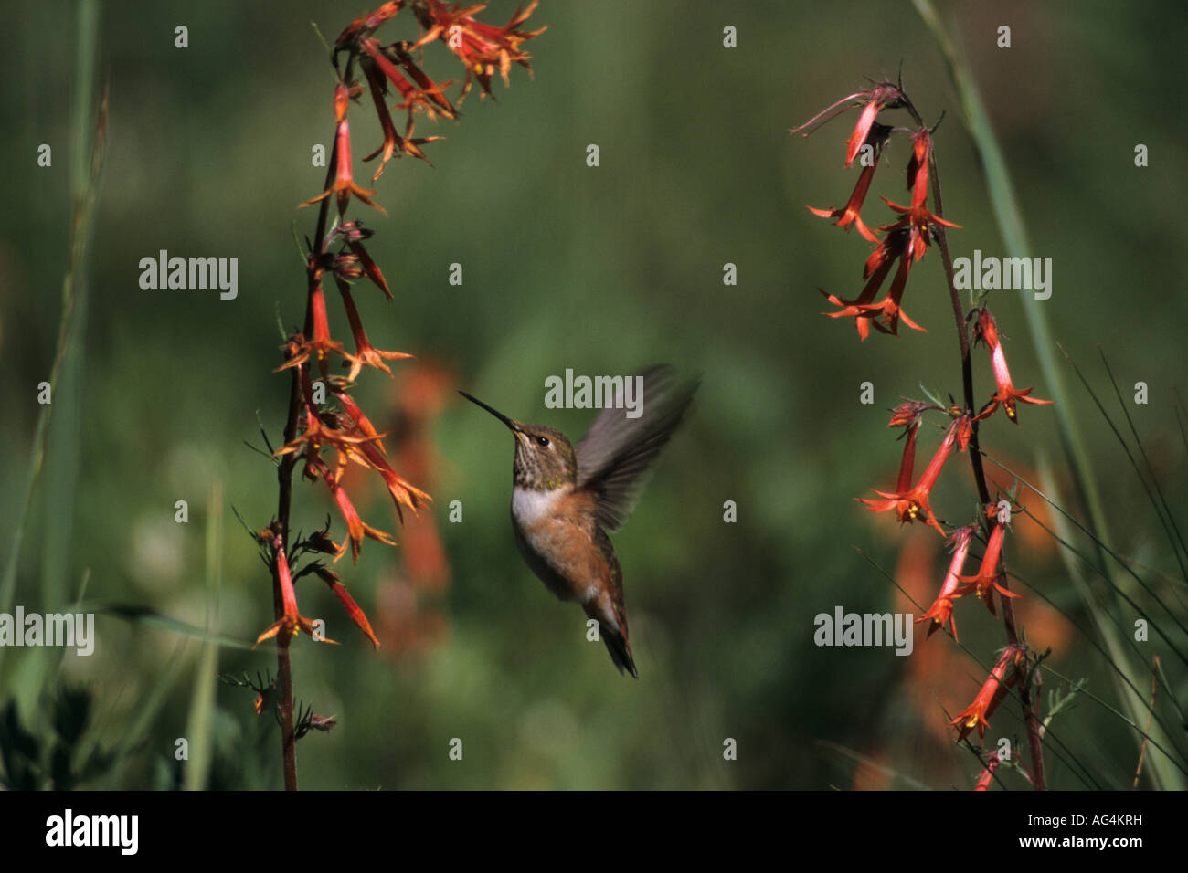 Female rufous hummingbird (Selasphorus rufus) feeding from flowers Stock Photo