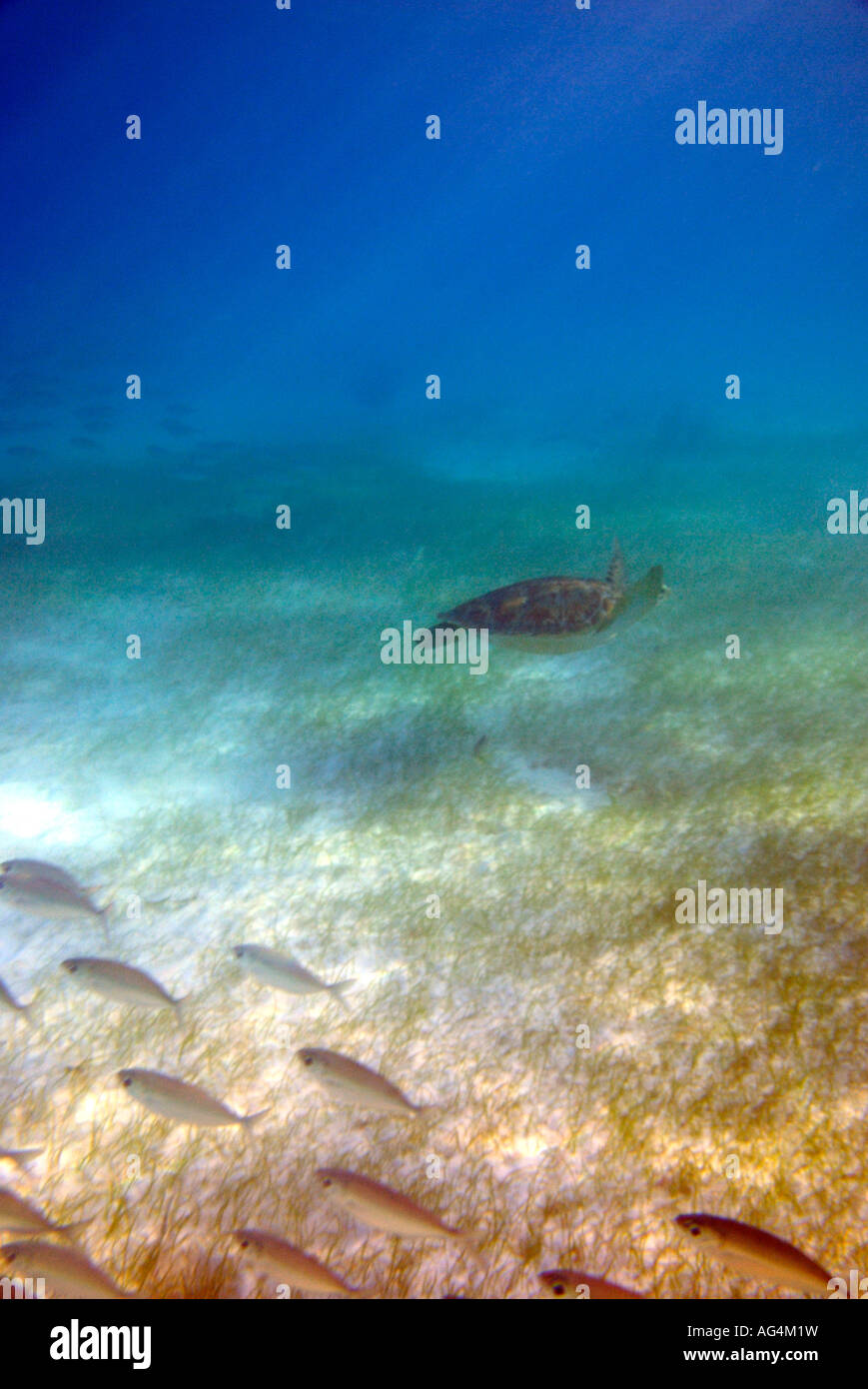 Green sea turtle Chelonia mydas swimming beside bigeye scad fish Akumal Bay Quintana Roo Mexico Stock Photo