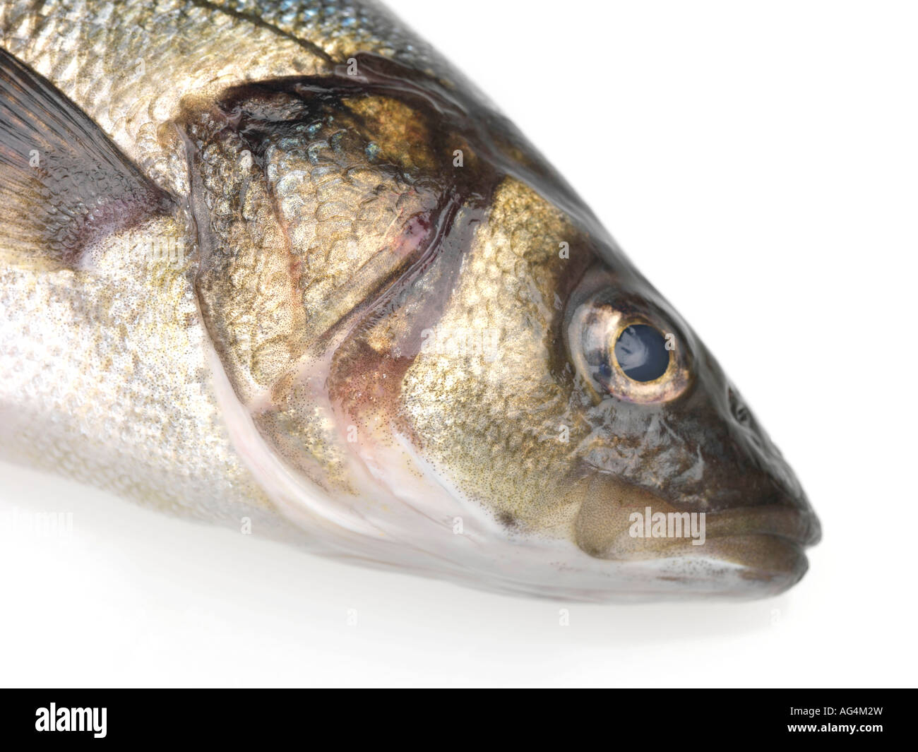 Sea bass seabass greek fresh fish seafood whole healthy food hires