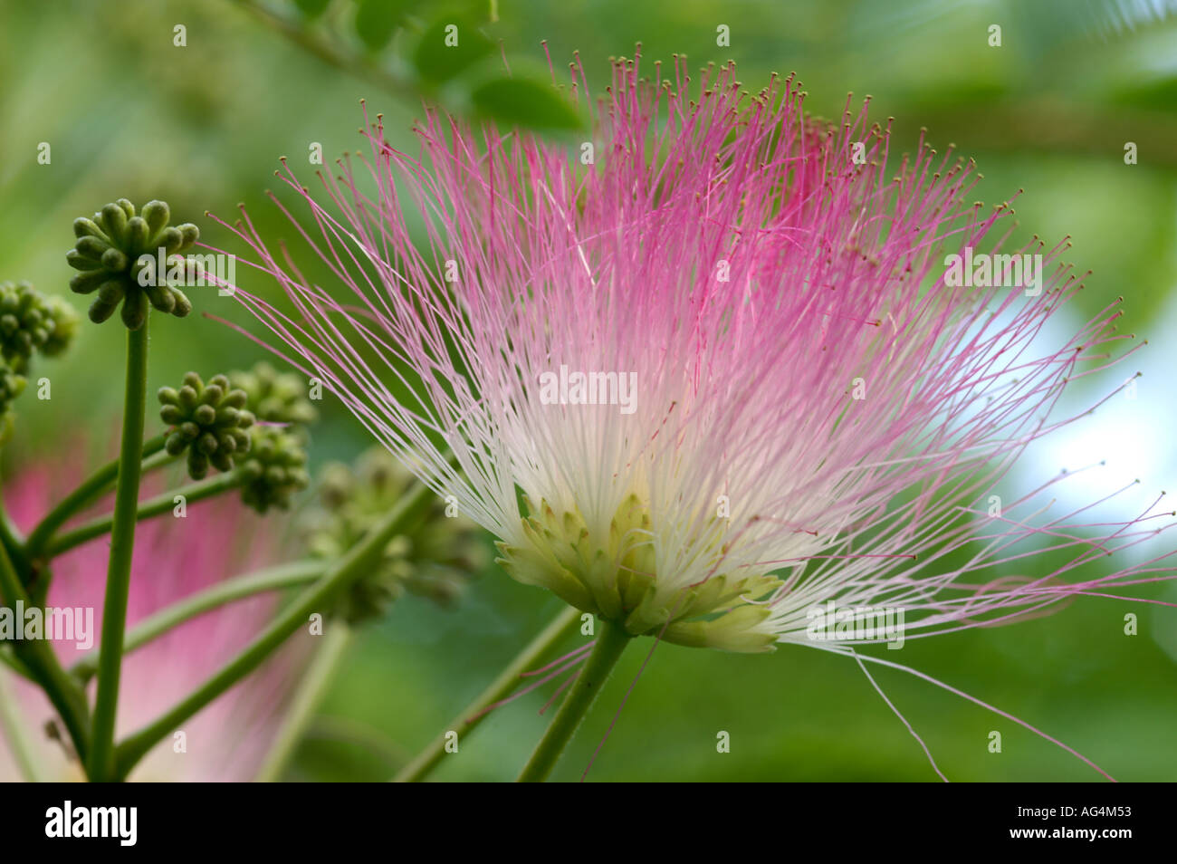 Albizia Julibrissin Persian Silk Tree Pink Siris Bastard Tamarind Stock Photo Alamy