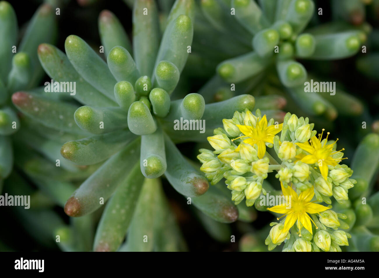 Sedum pachyphyllum Stonecrop Stock Photo - Alamy