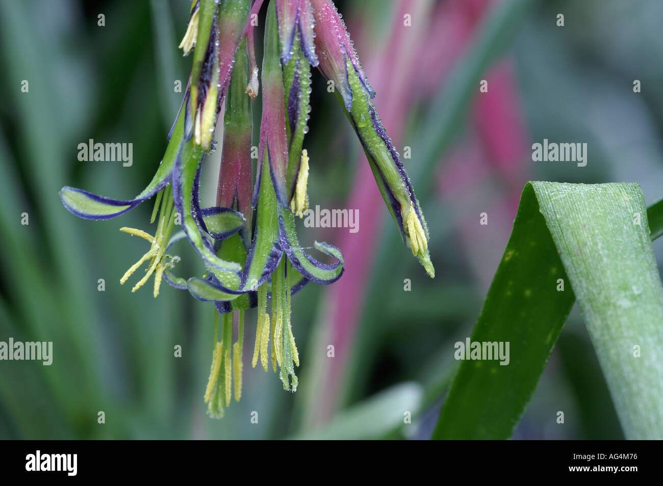 Billbergia nutans Queen's Tears flower Stock Photo