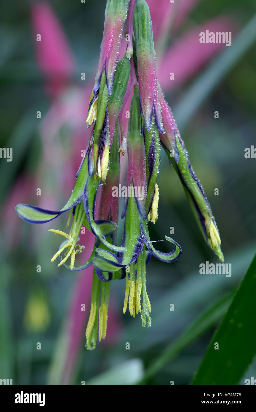 Billbergia nutans Queen's Tears flower Stock Photo