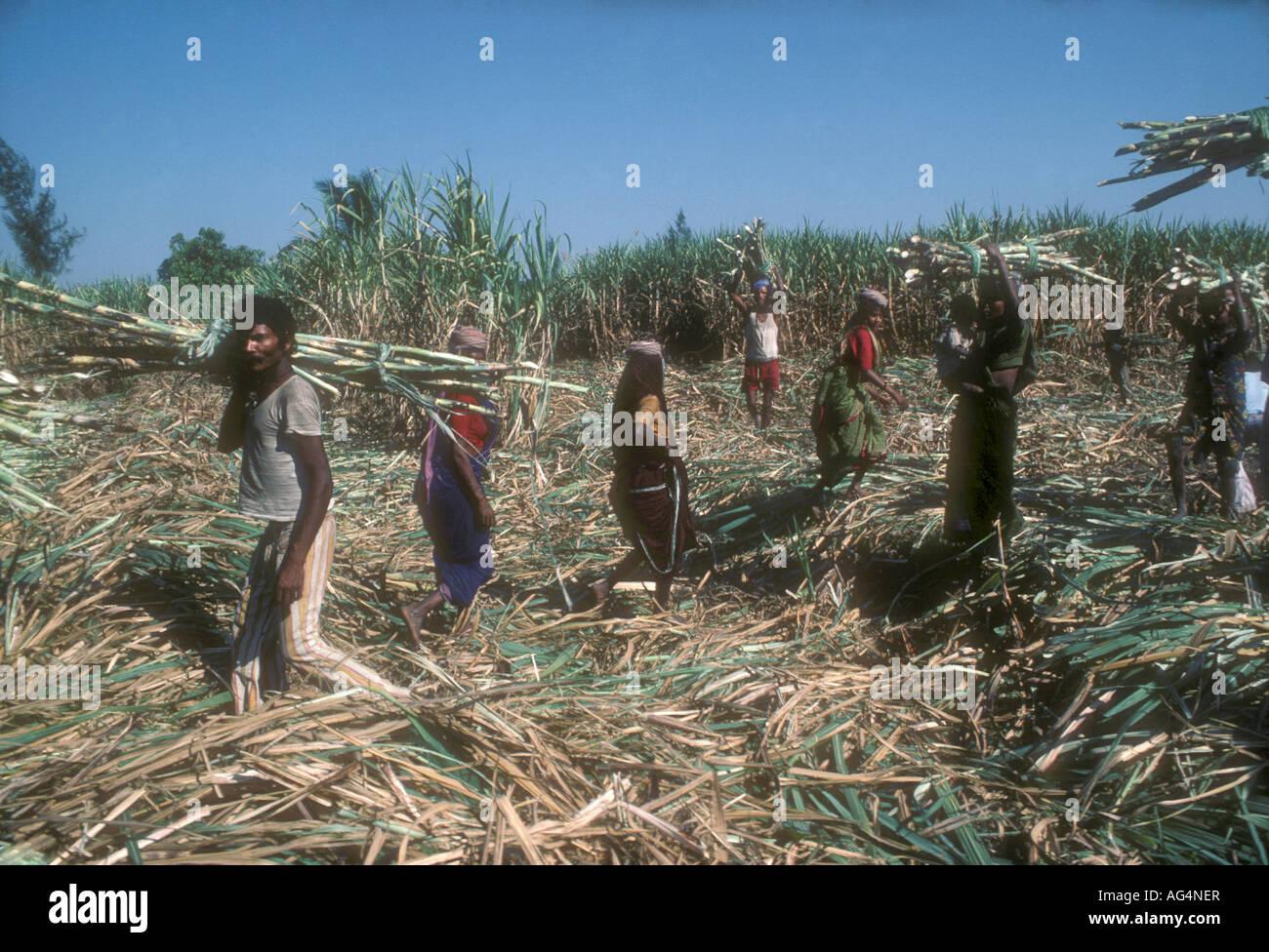 Sugarcane Worker Stock Photos Sugarcane Worker Stock Images Alamy