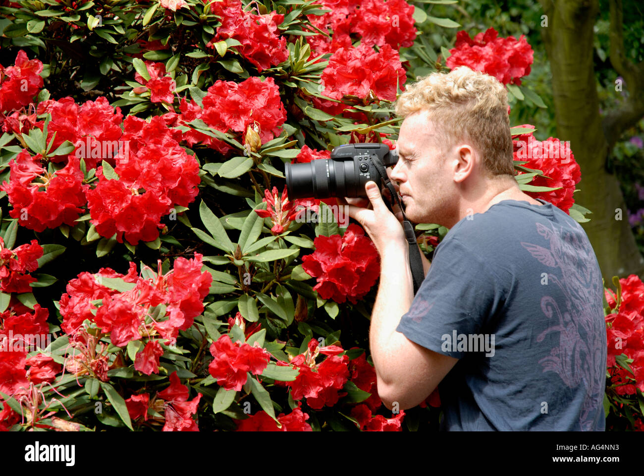 Tourist taking video of blossoms flowers in rhododendron dell Royal Botanic Gardens Kew Richmond Surrey England Britain UK Europ Stock Photo