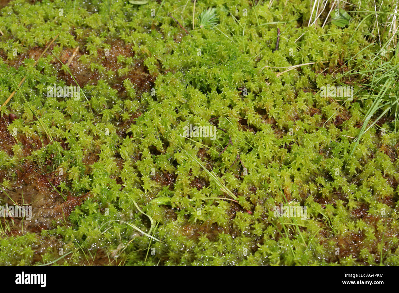 Sphagnum moss growing in a bog on the slopes of Ben Arthur The Cobbler ...