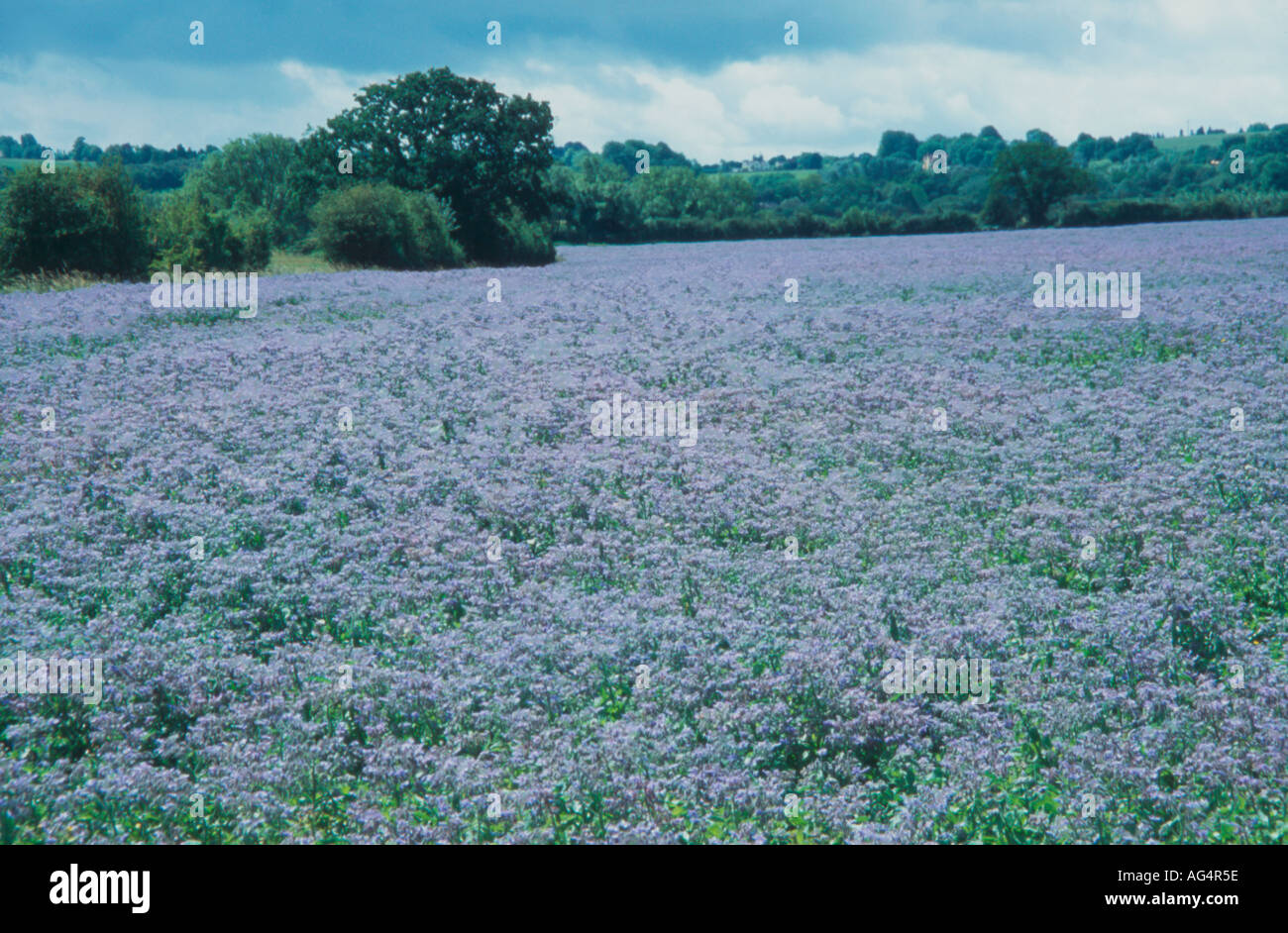 Field crop of borage Boraginaceae or Comfrey in flower Wiltshire UK Stock Photo