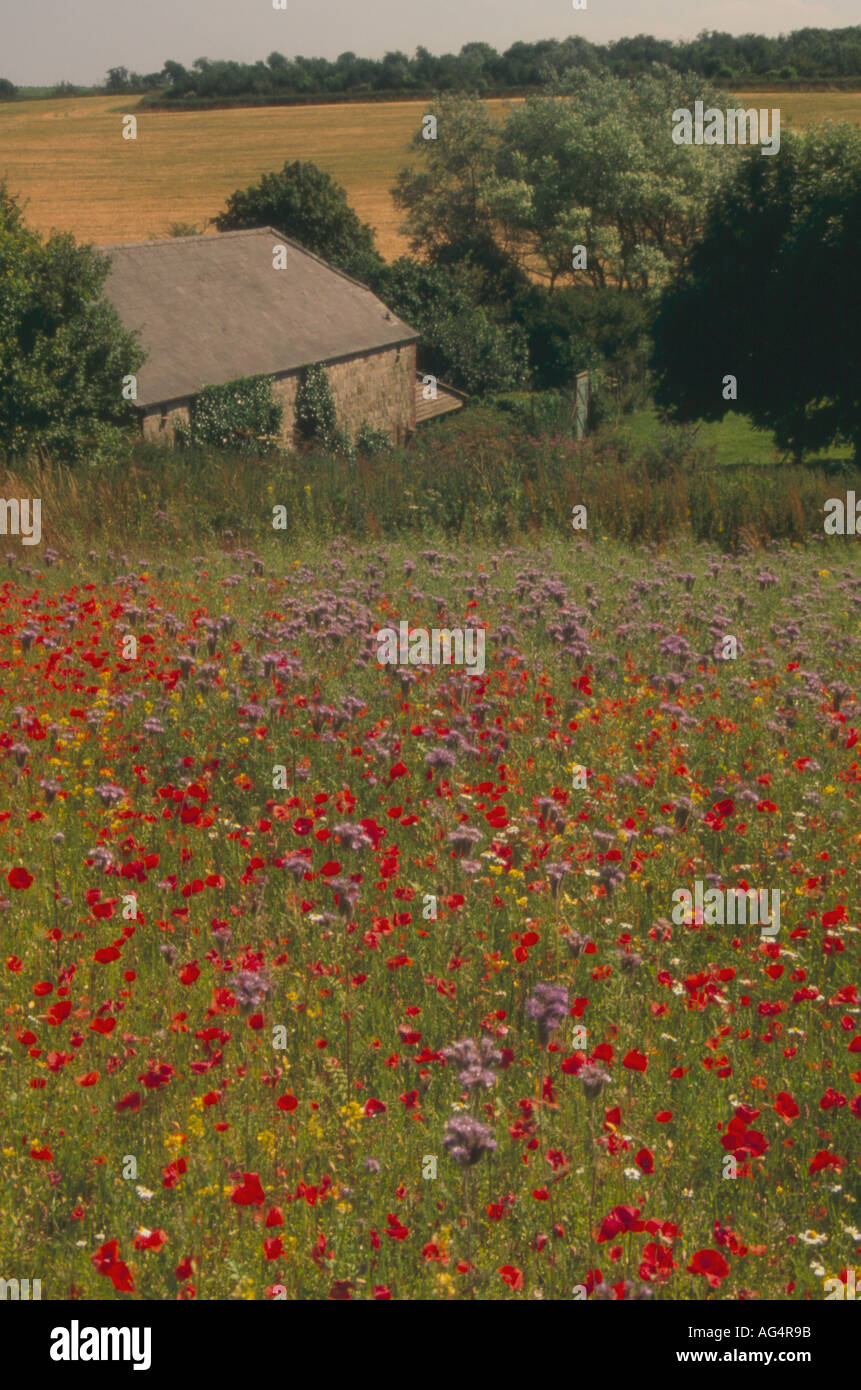 Field of poppy and Phacelia with a barn Papaver rhoeas and Phacelia tanacetifolium Stock Photo