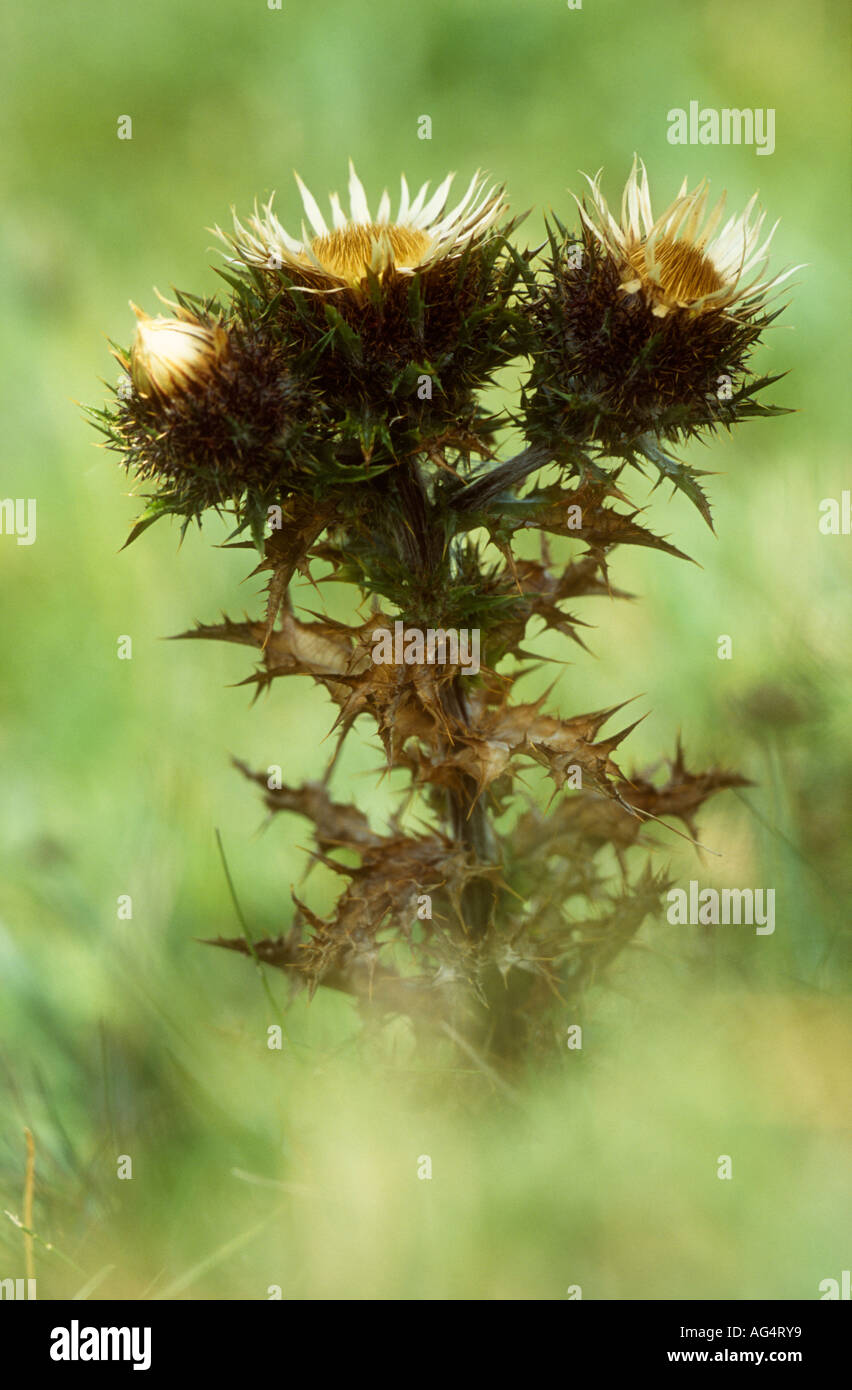 Carline Thistle Carlina vulgaris plant in flower Peak District ...
