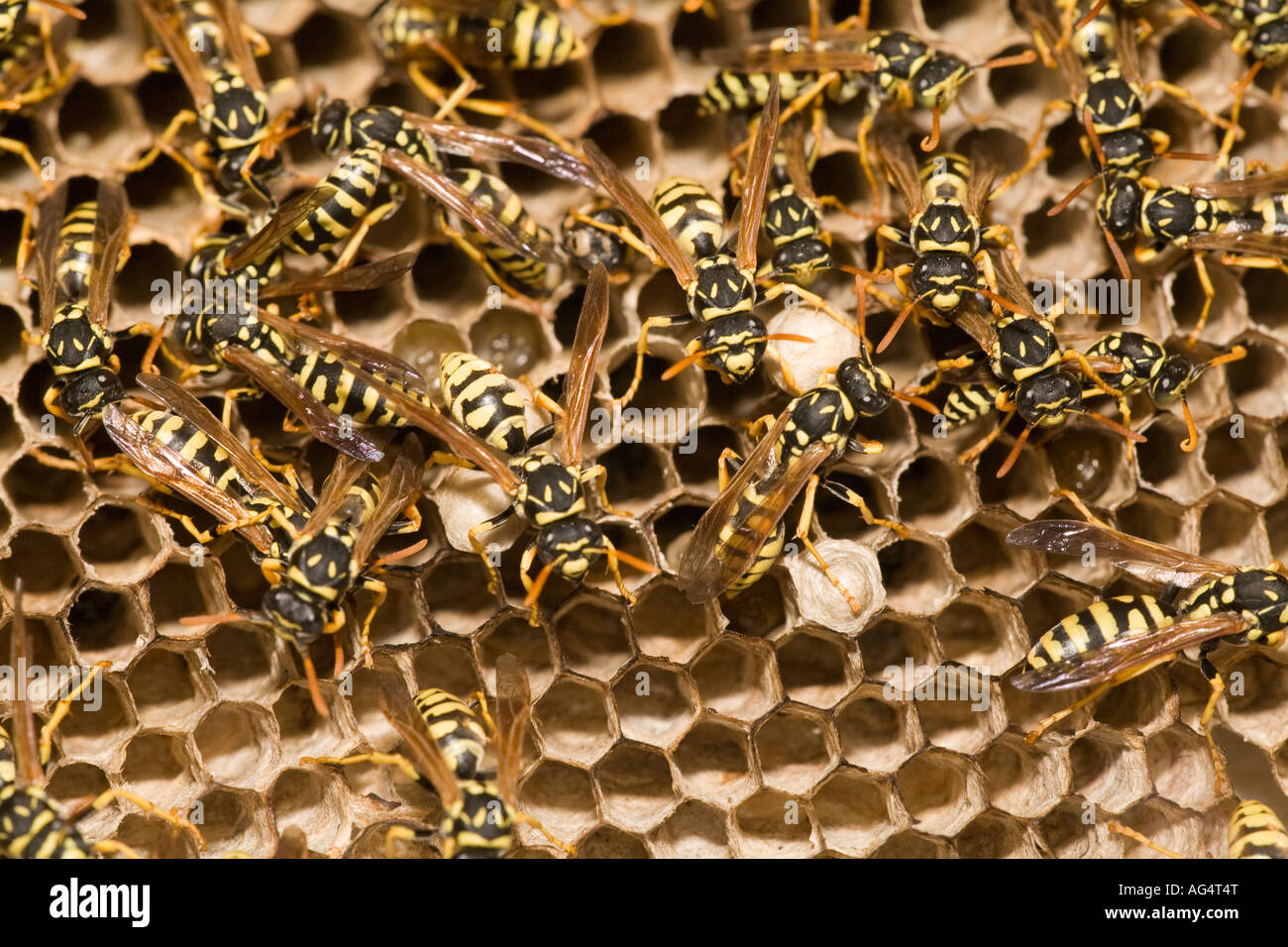 Adult yellow jacket wasps and larvae on a large nest Spain Stock Photo