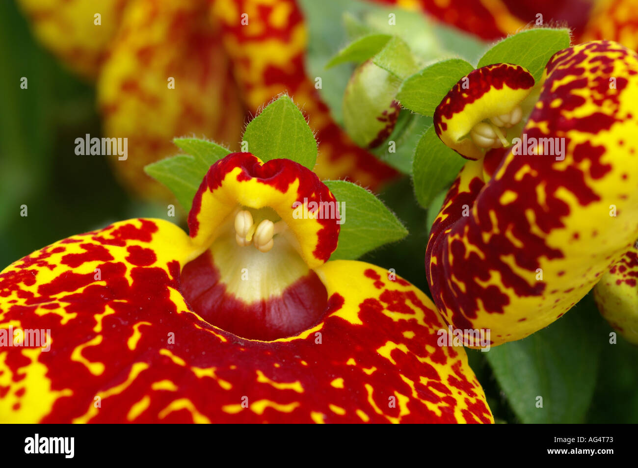 Calceolaria Eliata Slipperwort flower Stock Photo