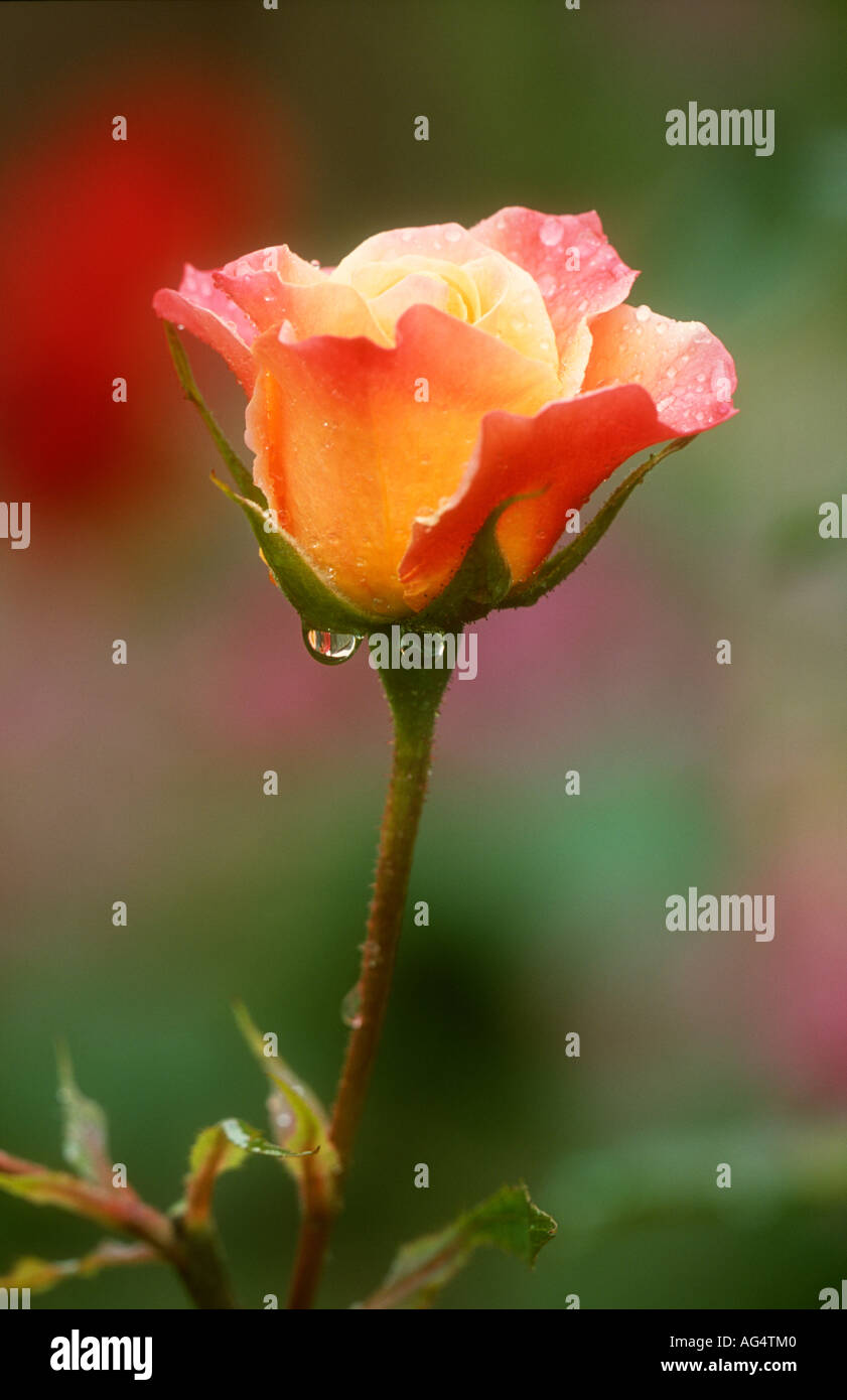 Peach rose raindrops close hi-res stock photography and images - Alamy