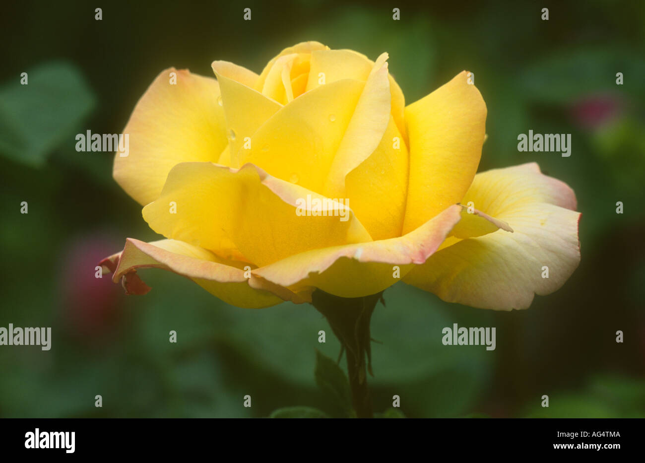 Yellow garden rose Stock Photo