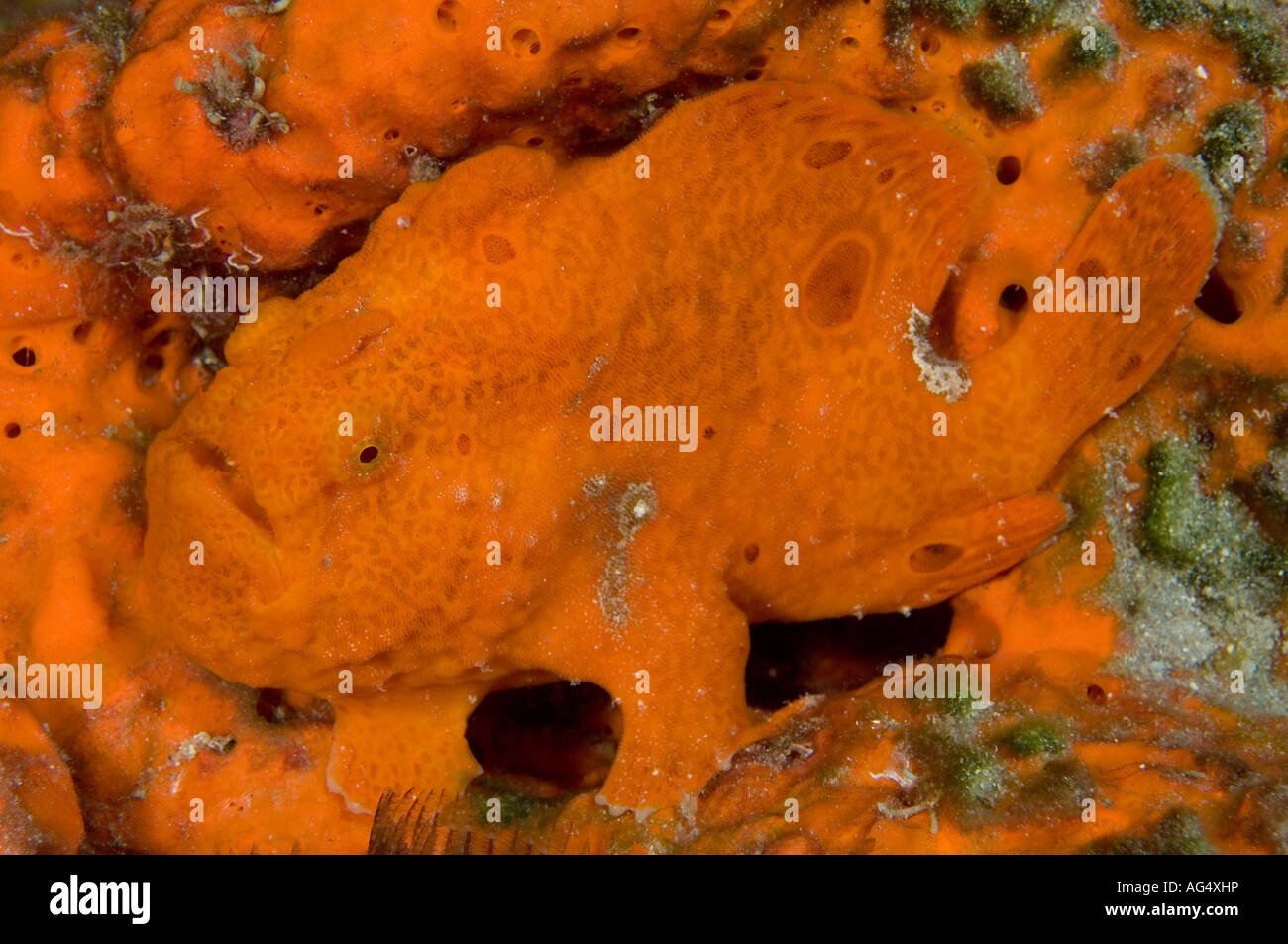 Longlure Frogfish (Antennarius multiocellatus) photographed in Palm Beach, FL. Stock Photo