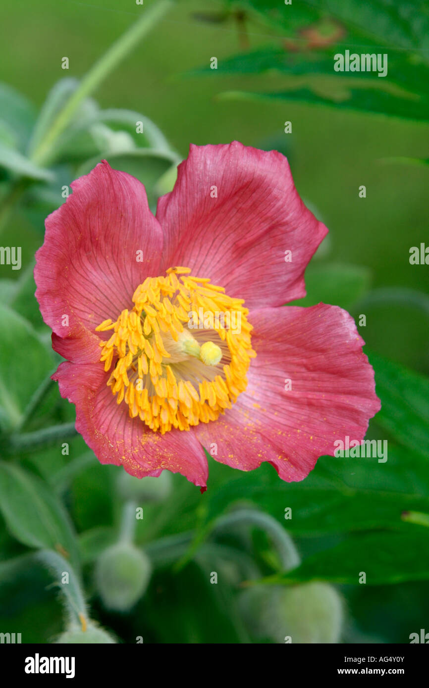 MECONOPSIS NEPALENSIS ROSE PINK FORM Stock Photo